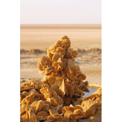" Desert Roses " by Bogdan_Anda