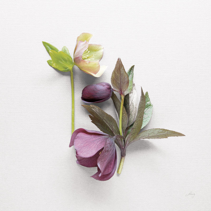 Hellebore Study VII, H 36 po x l 36 po x P 1,25 po