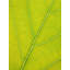 Autumn Leaf Print by Philippe Monthoux-65800555-65800556