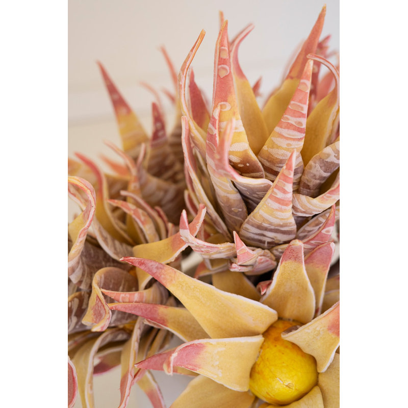 25 po Faux Protea