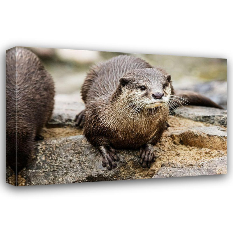 Reproduction d'art sur toile Beachcrest Home ™ Murphy, Mehgan, «Asian Small, griffée»