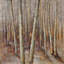 Forêt imprimée sur toile-2045015435