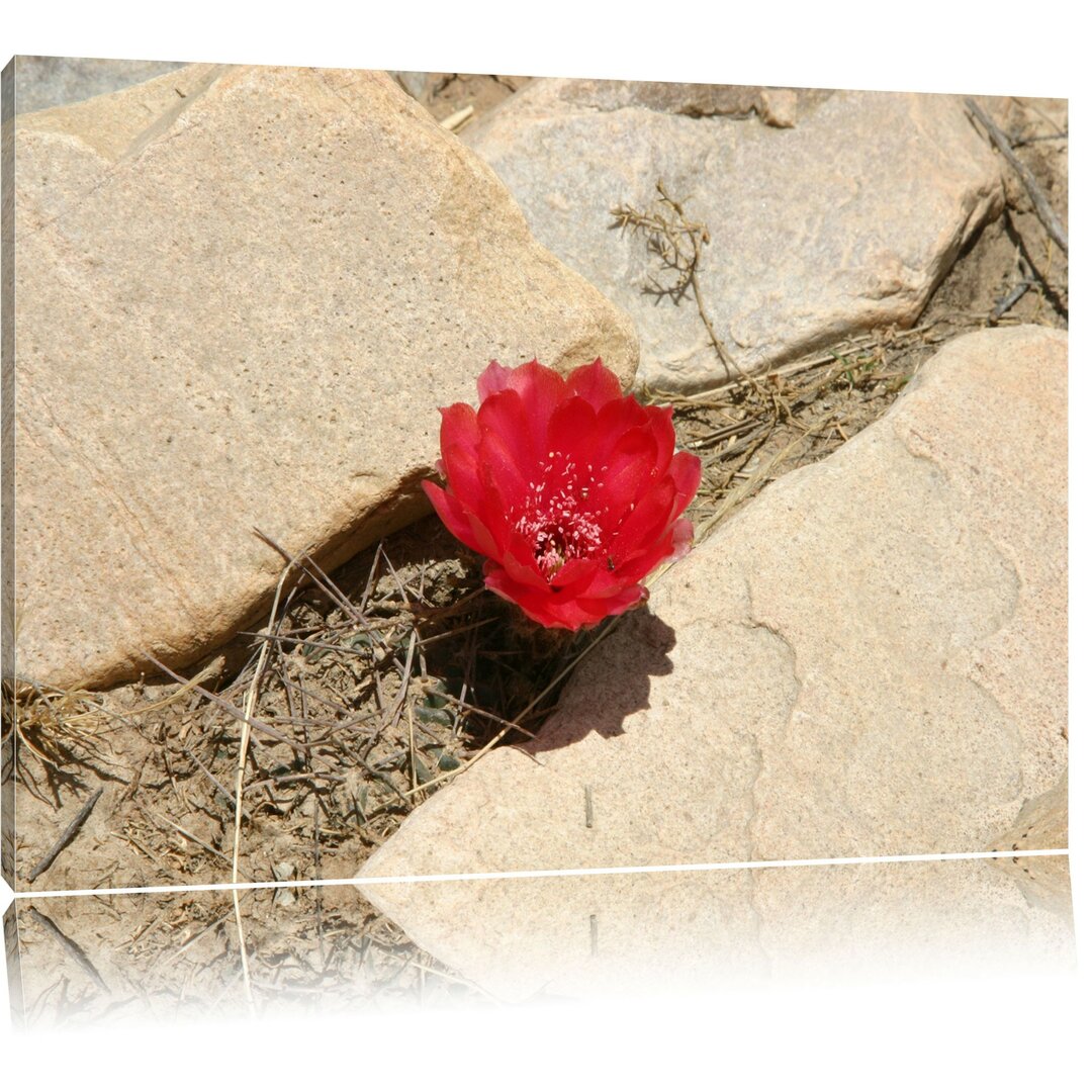 Leinwandbild Prächtige rote Kaktusblüte