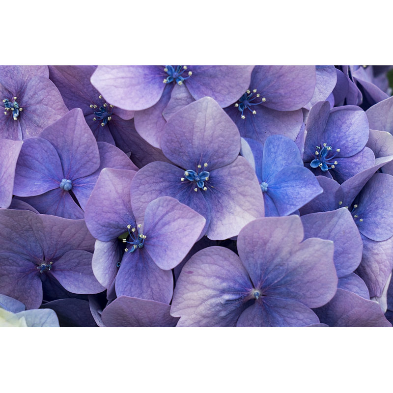 Hydrangea by Byakkaya - Wrapped Canvas Print, 30cm H x 46cm W