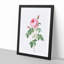 The Pink Cabbage Rose by Pierre-Joseph Redoute - Picture Frame Painting Print-55611348-55611344