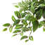 Tradescantia Zebrina Arranged In Ceramic Vase-1123193439-1331091546