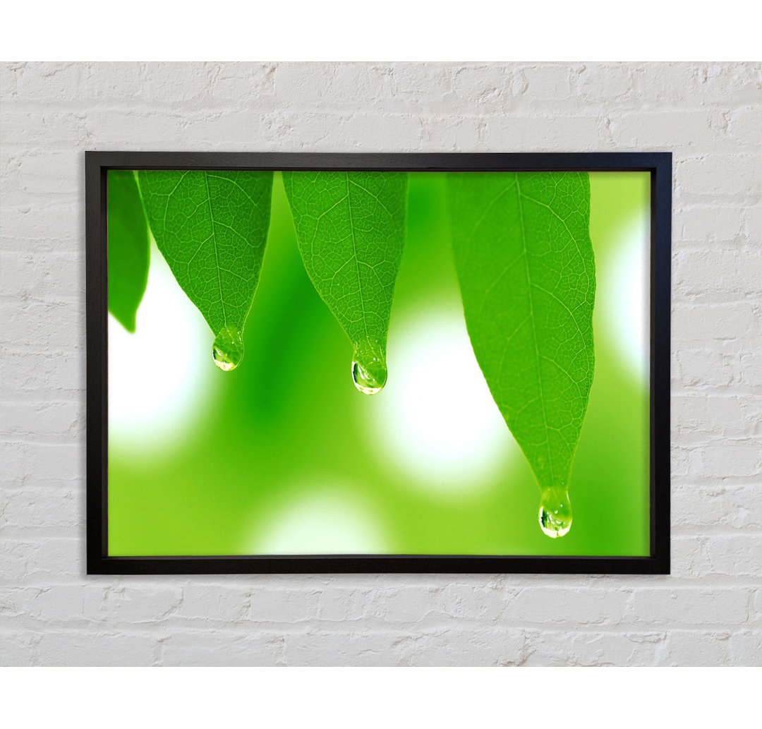 Tree Leaves With Dew - Einzelbildrahmen Kunstdrucke auf Leinwand