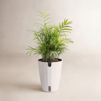 Costa Farms Neanthebella Palm Self-Watering Plant