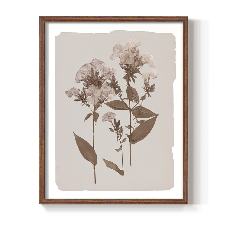 Impression encadrée monochrome Botanical II - bois massif, Noyer, H 30 po x l 24 po