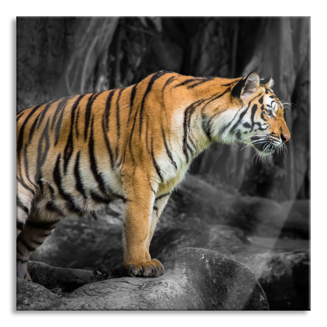 Glasbild Growling Tiger on Stones