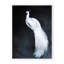 Nature Inspired Alabaster Majesty: White Peacock Against The Night-1691510550-1691510549-1691510529