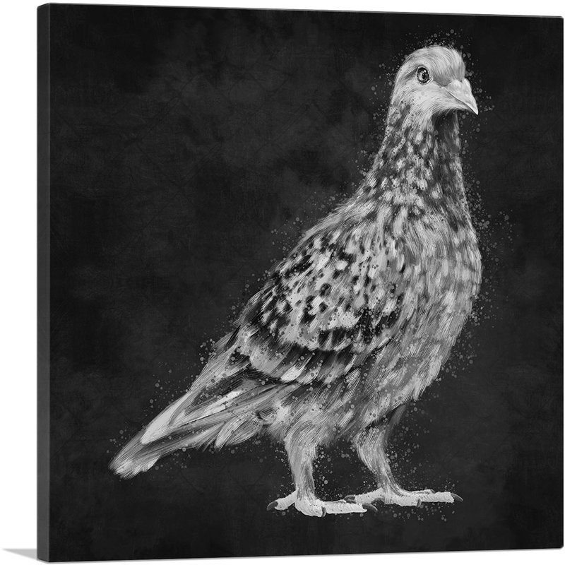 Pigeon colombe noir et blanc - reproduction d'art graphique sur toile tendue, H 12 po x l 12 po x P 1,5 po