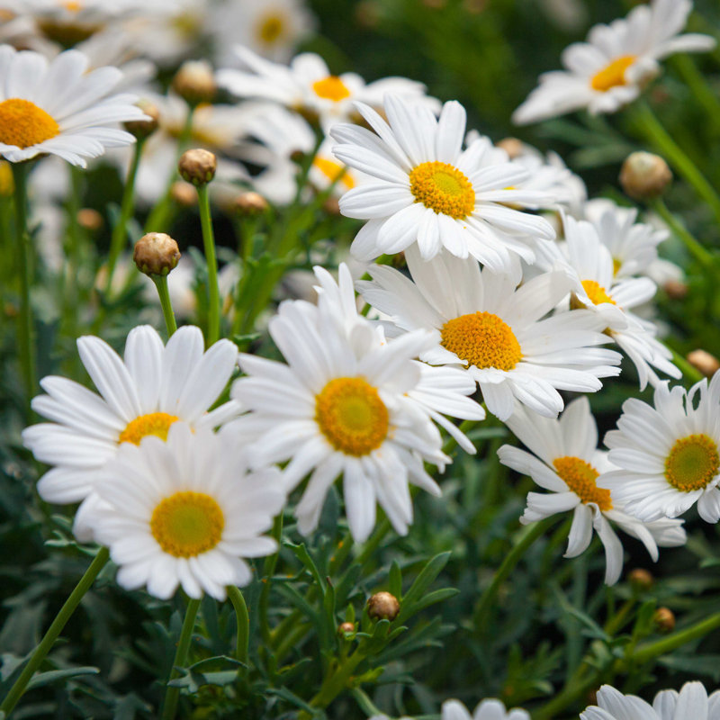 Dog Daisy Flowers - Photographie sur toile tendue, H 20 po x l 20 po