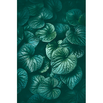Green Leaves Background by Jasmina007 - Wrapped Canvas Print