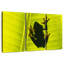 Grenouille sur feuille-193639908