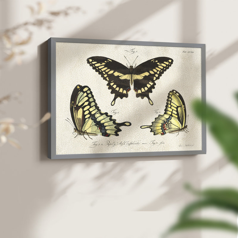 «Crackled Butterflies I», reproduction encadrée, H 8 po x l 10 po, Gris