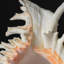Genuine Ramose Murex Shell (2.5 Lbs)