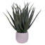 19,5 plante