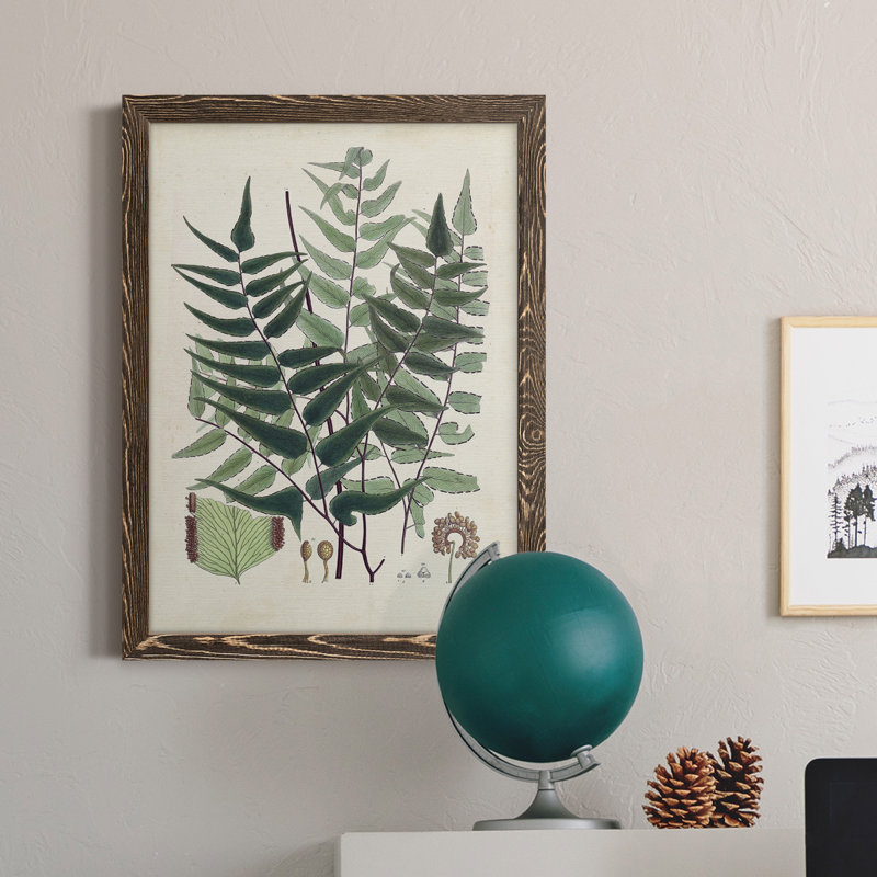 " Collected Ferns VII " Painting Print, Walnut Framed, 23" H x 32" W x 1" D