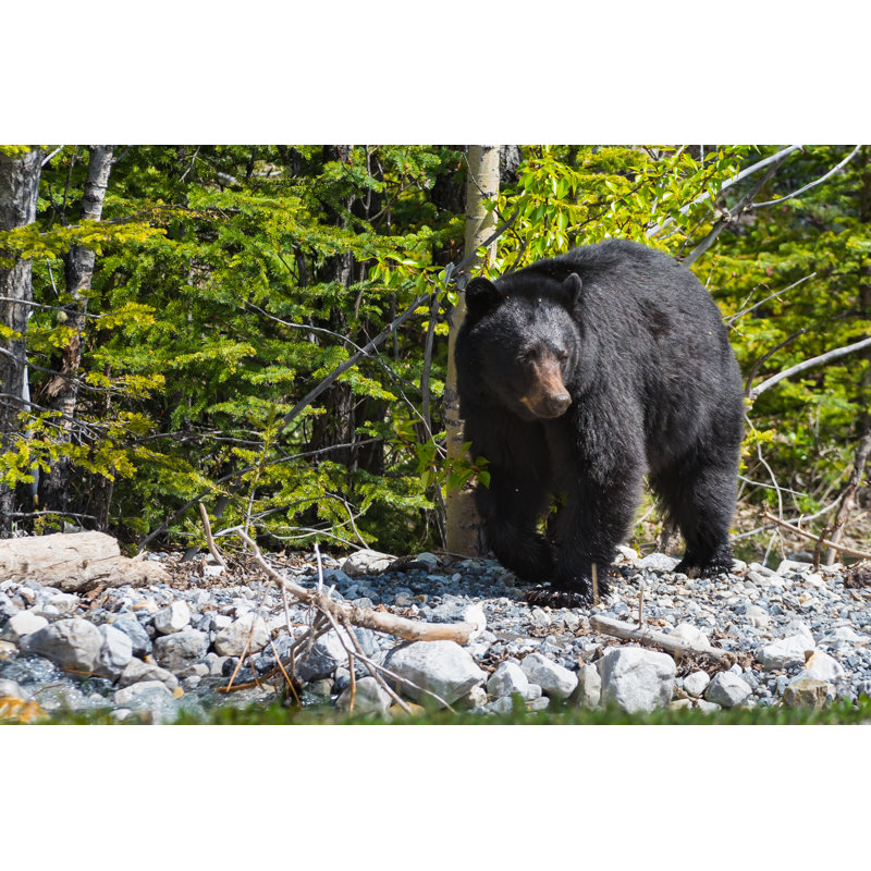 Black Bear by Bgsmith - Wrapped Canvas Print, 61cm H x 91cm W