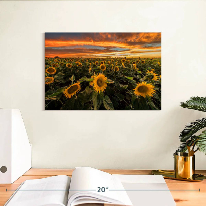 Champ de tournesols d'Alvord, Californie, H 8 po x l 12 po