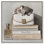 Koala sur livres de mode, impressions sur toile par Art Remedy