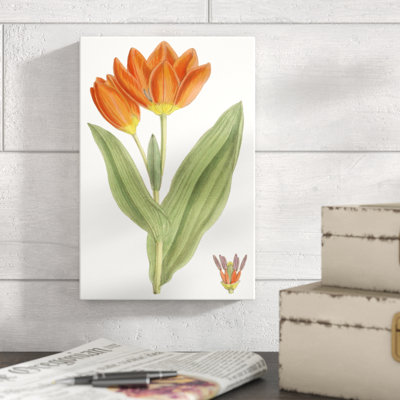 Curtis Tulips IX by Curtis - Painting Print