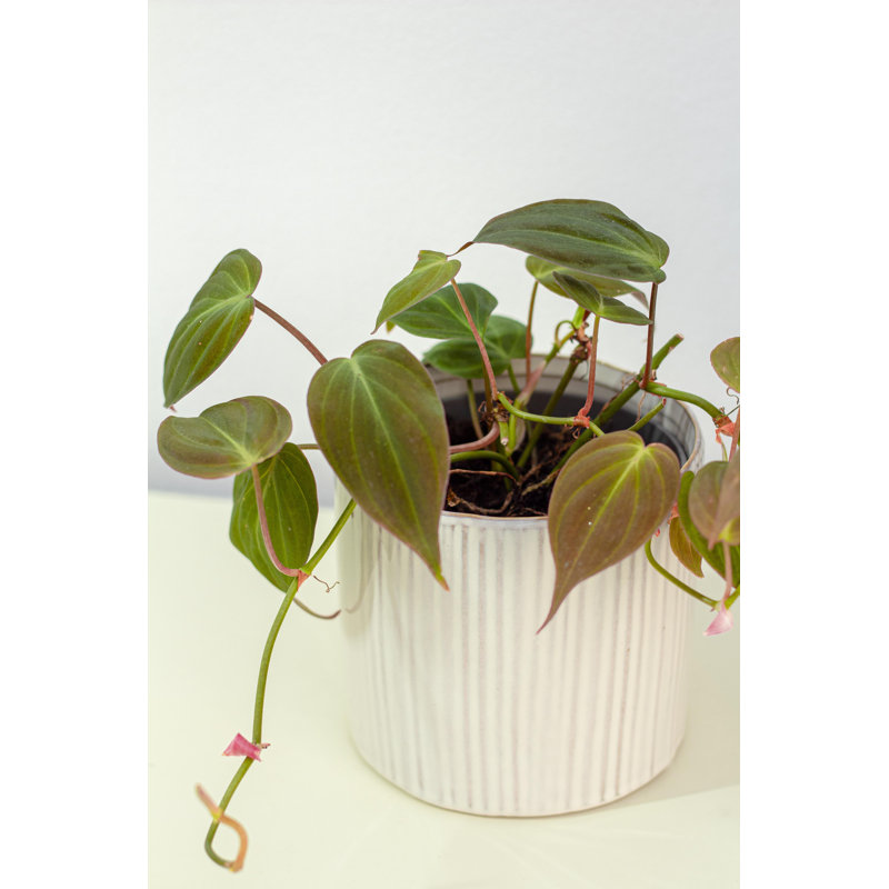 Ceramic Indoor Pot Planter