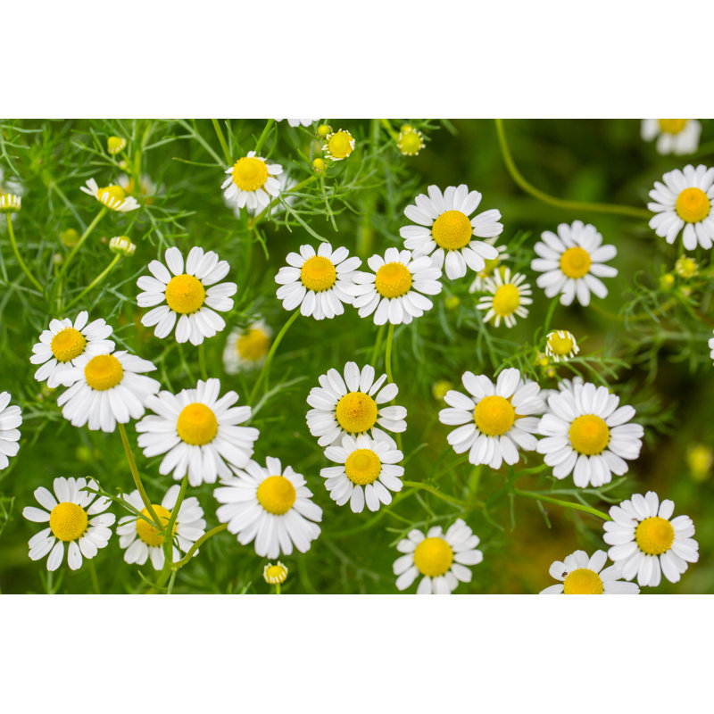 White Flower - Wrapped Canvas Print, 30cm H x 46cm W