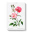 Ever-Blowing Pink Roses by Pierre-Joseph Redoute - Wrapped Canvas Painting-55370271