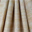HONEYCOMB-TIGER-1841880435