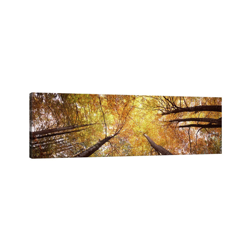 Low Angle View Of Trees, Bavaria, Germany - Wrapped Canvas Panoramic Print, 30.48 cm H x 91.44 cm W x 1.91 cm D