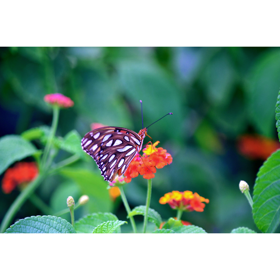 Schmetterling - Foto ohne Rahmen auf Leinwand