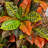 66'' Faux Croton Plant in Ceramic Planter