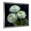 «White Ranunculus Radiance Layers Of Beauty» - art mural Renoncule-525566745-525566751