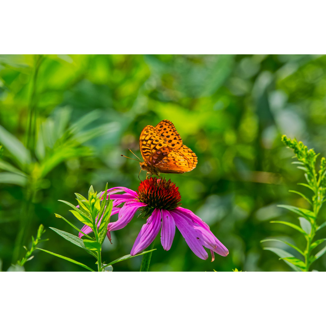 Schmetterling auf Blume - Leinwandbild