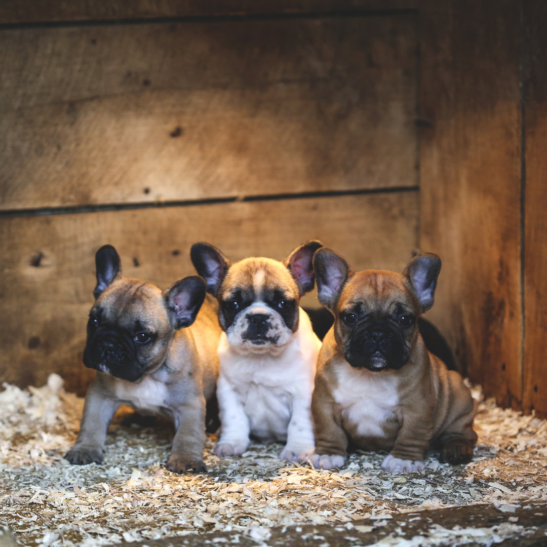 Französische Bulldoggen von GoodLifeStudio - Leinwand Kunstdrucke