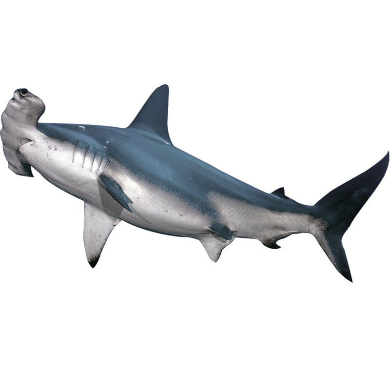 Décalcomanie murale hammerhead requin réaliste, H 24 po x l 48 po x P 0,01 po