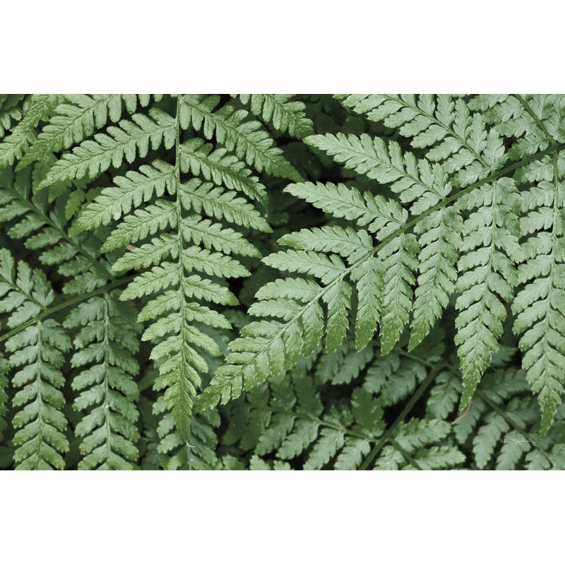 Lady Ferns II Colour by Alan Majchrowicz - Photograph Print, Wrapped Canvas, 51cm H x 76cm W