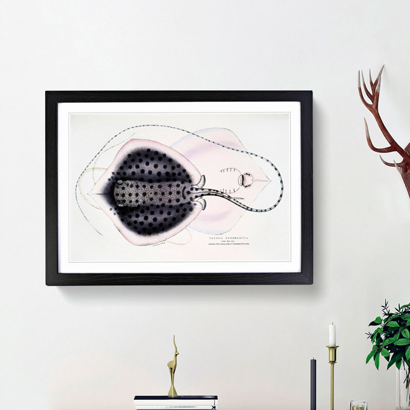 Stingray Illustration by John Edward Gray - Picture Frame Graphic Art Print, 48cm H x 65cm W x 2cm D, Black Framed