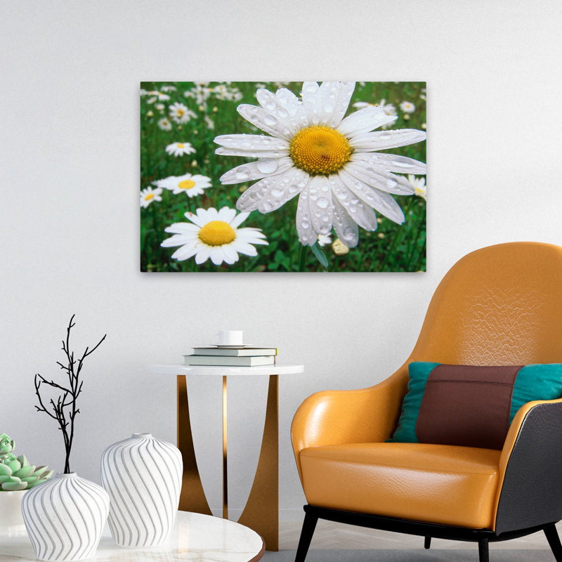Plantes, fleurs, paysage, nature, marguerites, H 16 po x l 24 po