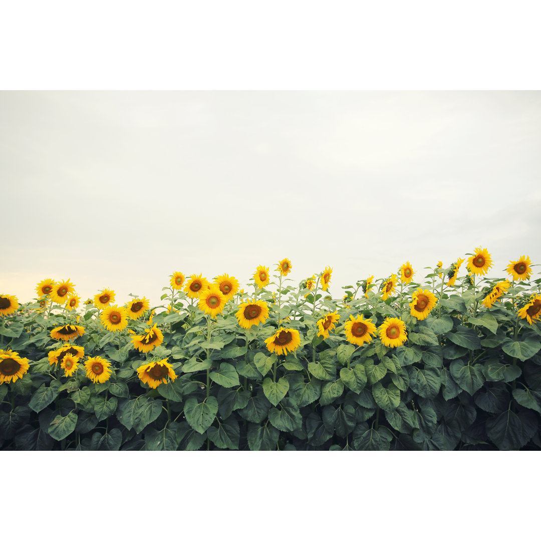 Leinwandbild Yellow Sunflowers