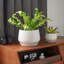 Pots à plantes en céramique 4,1 + 5,1 + 6,5 pouces-411809565