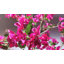 Bougainvillée artificiel 72 po en pot