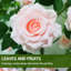 Plant-882282775