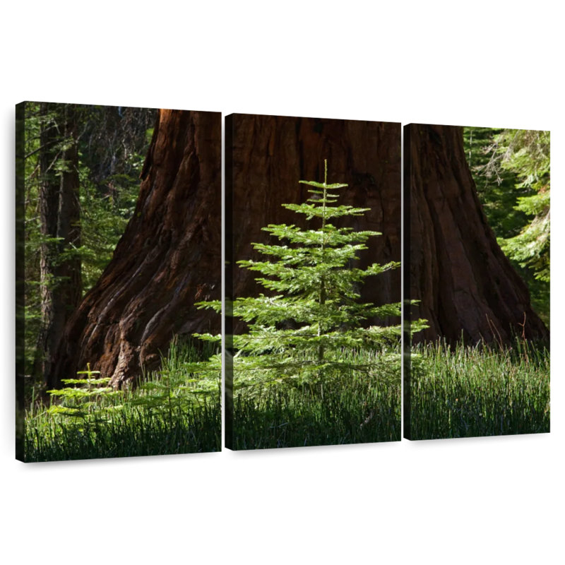Séquoia Harnek dans le parc national de Yosemite, H 28 po x l 45 po