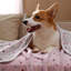 Couverture pour animaux-97900051-97900053