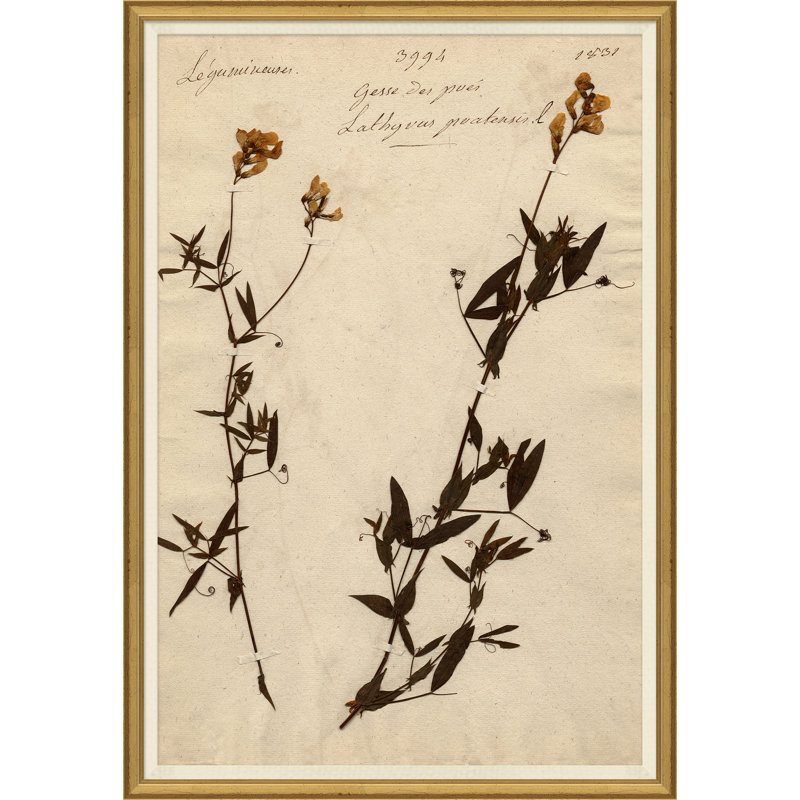Herbarium 11 Giclee Print