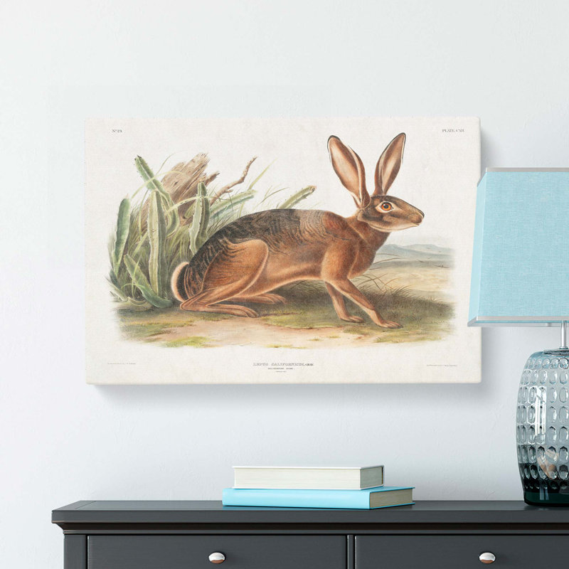 Californian Hare by J.W. Audubon - Wrapped Canvas, 40cm H x 60cm W x 3cm D