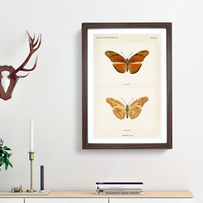 Julia Butterfly by S.F. Denton - Picture Frame Graphic Art Print